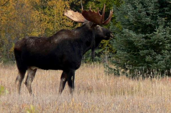 Elk in Wells Gray